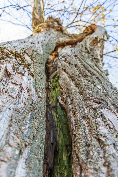 Tree with moss on the trunk in a green forest. Old cypress with green moss. Selective focus