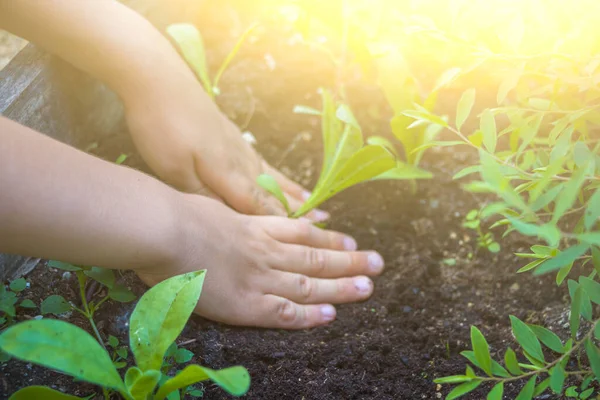Niños Manos Plantando Plántulas Suelo Día Del Medio Ambiente Tierra — Foto de Stock