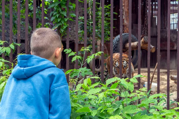 Menino Anos Idade Olhando Através Gaiola Tigre Zoológico — Fotografia de Stock