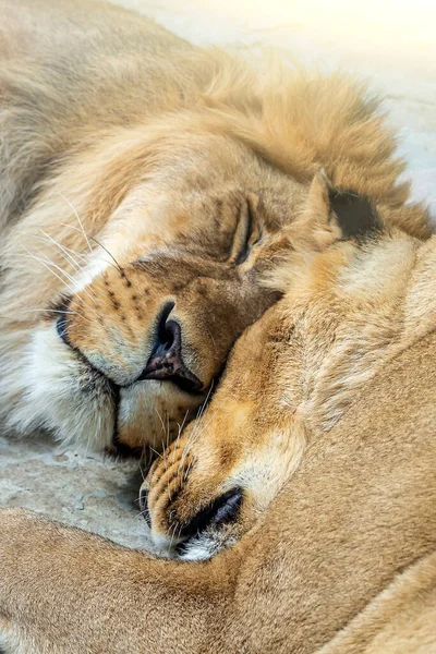 Lejonpar Man Och Kvinna Sover Tillsammans Nationalpark Naturreservat Eller Djurpark — Stockfoto