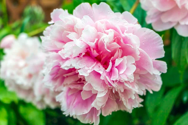 Fioritura Delicata Peonia Rosa Nel Giardino Estivo Dopo Pioggia Con — Foto Stock