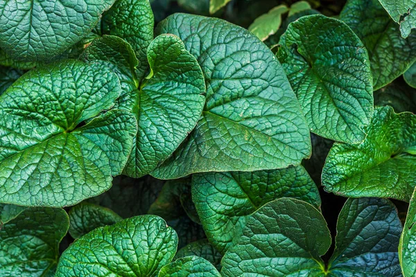 Fundo Natural Tropical Padrão Botânico Atmosférico Com Belas Folhas Verdes — Fotografia de Stock