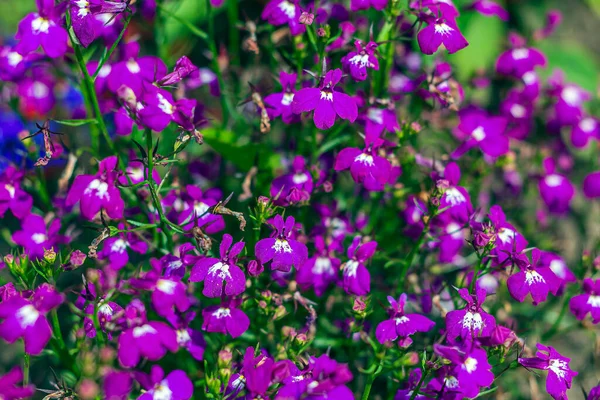 ロベリア エリヌス長茎は多年生のハーブで 小さな紫色の花を咲かせます ストック写真