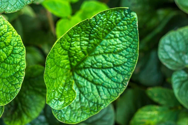 Fundo Natural Tropical Padrão Botânico Atmosférico Com Belas Folhas Verdes — Fotografia de Stock