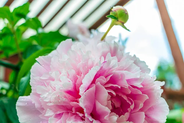 Fioritura Delicata Peonia Rosa Nel Giardino Estivo Dopo Pioggia Con — Foto Stock