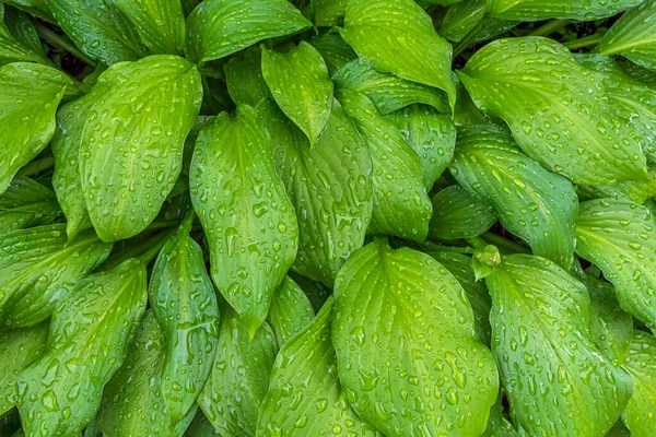 Latar Belakang Alami Pola Botani Dengan Daun Hijau Segar Yang — Stok Foto