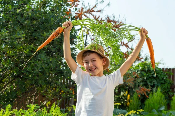 家庭菜園でニンジンとわらの帽子で愛らしい小さな子供の男の子 子供の園芸と収穫 子供のための健康的な有機野菜の概念 子供の菜食主義 ストック画像