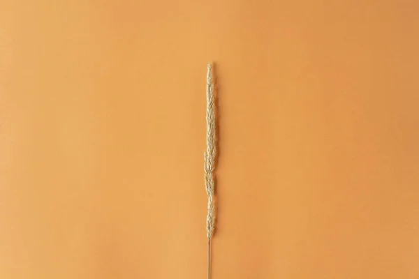 乾燥したパンパス草の葦を背景にした秋の組成 テキストのための最小限 スタイリッシュな 創造的なフラットレイアウト コピースペース ロイヤリティフリーのストック写真