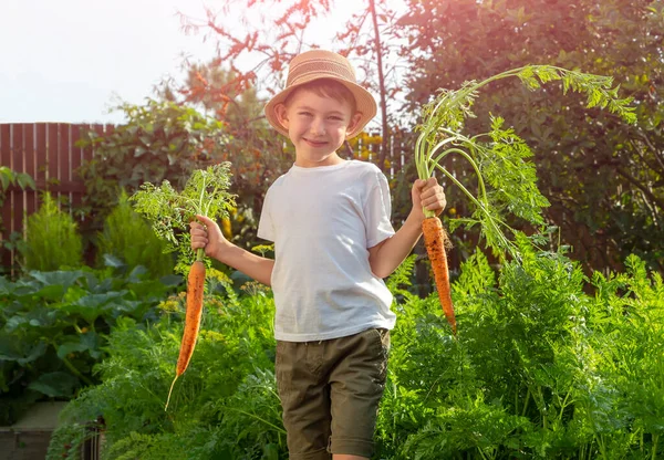 Adorable Niño Sombrero Paja Con Zanahorias Jardín Doméstico Jardinería Cosecha — Foto de Stock