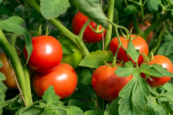 温室内の有機熟した赤いジューシーなトマトの束 家庭栽培 農業の概念 ヨウ化ナトリウム 種子を包装するためのカバー トマト農園 ストック写真
