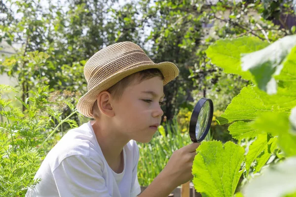 Förtjusande Liten Pojke Halmhatt Titta Gröna Växtblad Med Förstoringsglas Grabben — Stockfoto