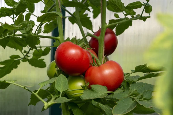 温室内の有機熟した赤いジューシーなトマトの束 家庭栽培 農業の概念 ヨウ化ナトリウム 種子を包装するためのカバー トマト農園 ストックフォト