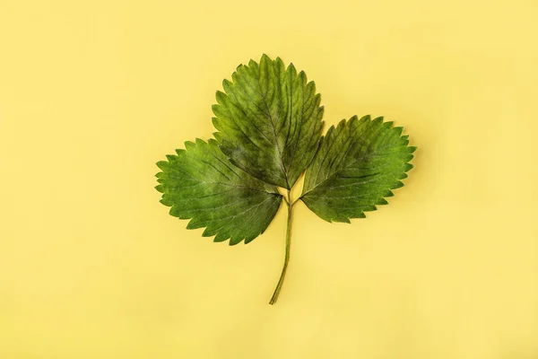 Herbário Folhas Framboesas Secadas Prensadas Contexto Amarelo Erva Planta Botânica — Fotografia de Stock