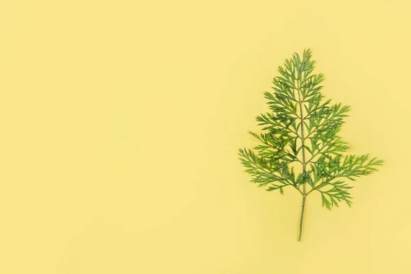 Herbarium Daun Sayuran Kering Yang Ditekan Dengan Latar Belakang Kuning — Stok Foto