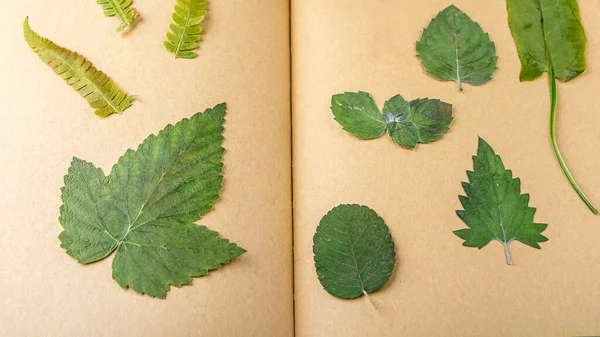 Herbarium Dari Beragam Tanaman Kering Yang Ditekan Pada Lembaran Notebook — Stok Foto