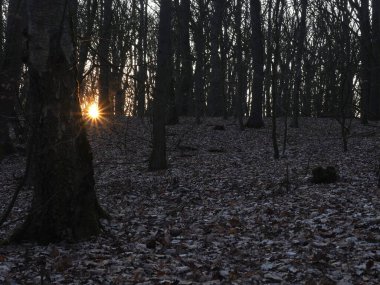 Sessiz Orman 'da Kış Günbatımı - Çıplak ağaçlar ve yumuşak kış ışığı altında yapraklarla kaplı bir zemin. Güneş ormanda batarken, sakin ve doğal bir atmosfer yaratıyor..