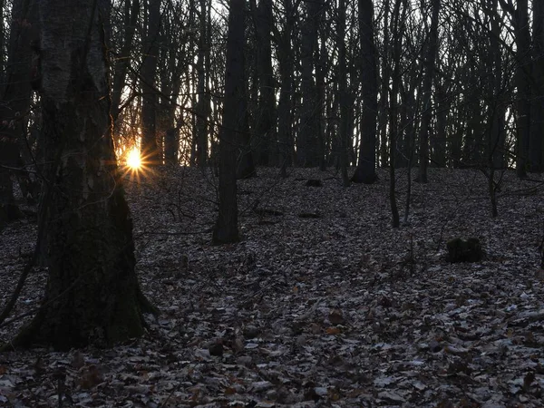 Sessiz Orman 'da Kış Günbatımı - Çıplak ağaçlar ve yumuşak kış ışığı altında yapraklarla kaplı bir zemin. Güneş ormanda batarken, sakin ve doğal bir atmosfer yaratıyor..