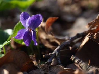 Orman zemininde mor ahşap menekşe. İlkbaharın başlarında kuru yapraklar ve dallar arasında açan narin mor bir menekşe. Sıcak, doğal bir ışıkla yakalanmış. Mevsimlik kır çiçeklerini vurgulayan barışçıl bir makro manzara.