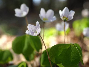 Orman zemininde bahar güneşinde açan odun tarlası çiçekleri - Orman zemininde doğal olarak büyüyen narin beyaz ağaç kuşlarının (Oxalis asetosella) yakın çekimi. Yumuşak bahar güneşinde sığ alan derinliğinde yakalanmış.