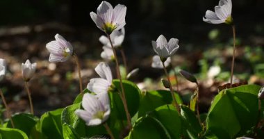 Güneş ışığı Oxalis asetosella çiçeklerini aydınlatır hafif bir meltem gibi yaprakları hışırdatır, arka planda hafif bir kuş ötüşü ile.-