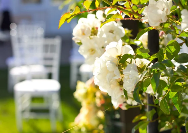 Wedding arch outdoors. Natural flowers. Decor. Floristics. visiting ceremony — Stock Photo, Image