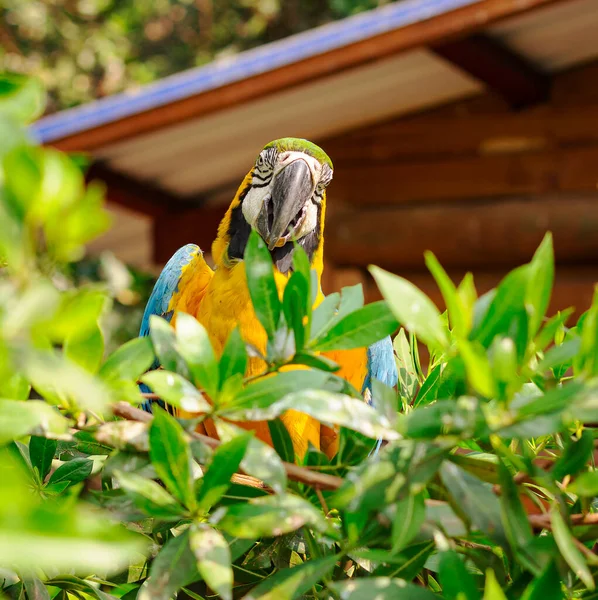 Papagaio Colorido Jardim — Fotografia de Stock