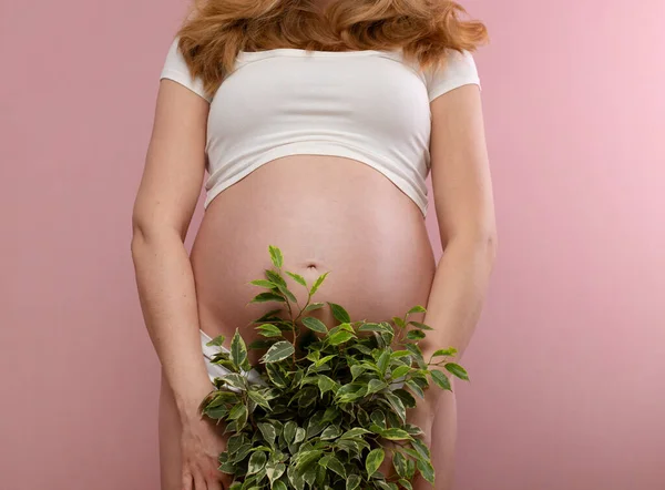 Kobieta Ciąży Zielonym Fikusem Dłoniach Różowym Tle — Zdjęcie stockowe