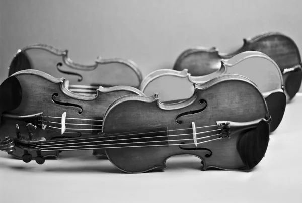 Cinco Violines Sobre Fondo Gris Violín —  Fotos de Stock