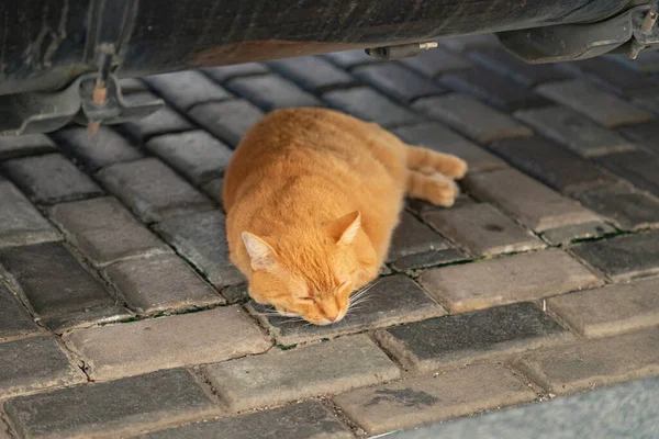 Ginger Cat Yace Calle —  Fotos de Stock