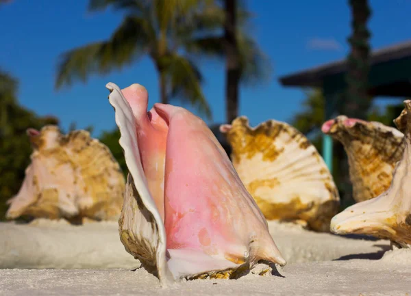 大きな貝殻だ 海岸の貝殻は — ストック写真