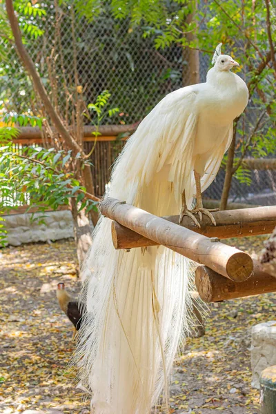 White Bird Cage White Peacock — Stock Photo, Image