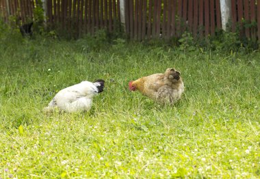 temiz havada yürüyüşler Hen
