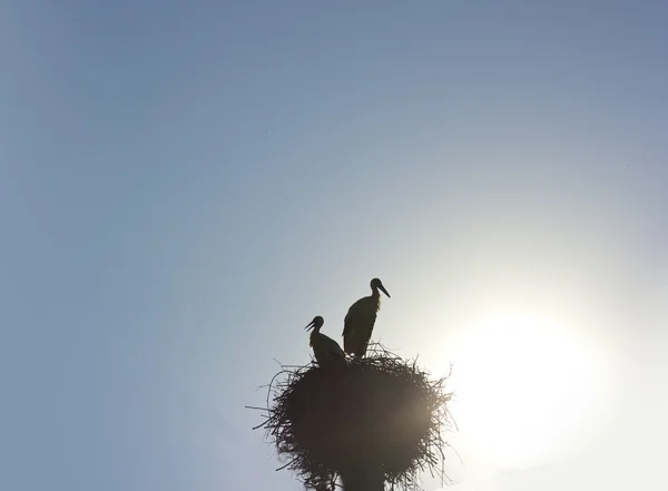 Beautiful love storks on blue sky background — Stock Photo, Image