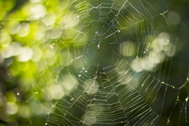 Parlak yeşil ağaçlar arka plan üzerinde örümcek ağı. Örümcek ağı. Doğa. Yeşil ağaçlar. Yaz
