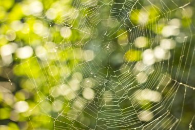 Parlak yeşil ağaçlar arka plan üzerinde örümcek ağı. Örümcek ağı. Doğa. Yeşil ağaçlar. Yaz
