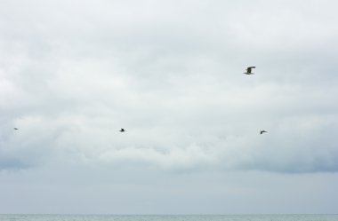 Gökyüzünde süzülen martılar. Mavi Gökyüzü bulutlu. Deniz gökyüzü