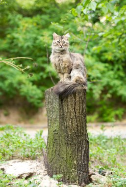 Adult cat sitting on a tree stump outdoors