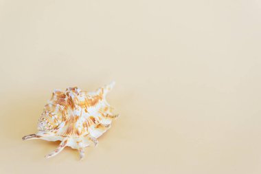 Bej bir arka planda kabuk. Yatay yönelim, boşluğu kopyala.