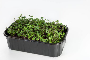 Beyaz arka planda bir kabın içinde mikro yeşiller..