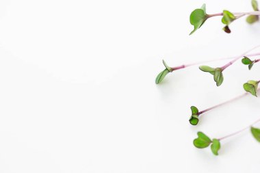 Beyaz arka planda mikro yeşil lahana filizleri. Yatay yönelim, boşluğu kopyala.