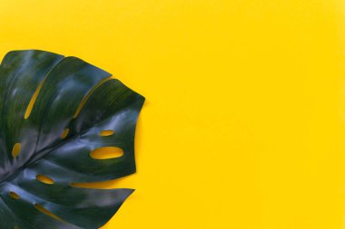 Sarı arka planda canavar yaprağı. Yatay yönelim, boşluğu kopyala.