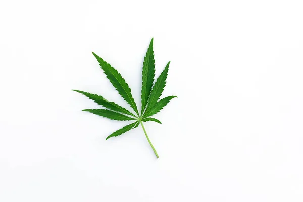 Green Cannabis Leaf White Background — Stock Photo, Image