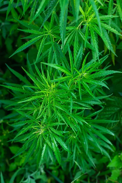 Background Green Leaves Cannabis — Stock Photo, Image