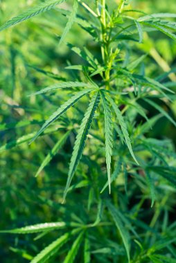 Marihuananın yasallaştırılması. Kenevir çalısı.