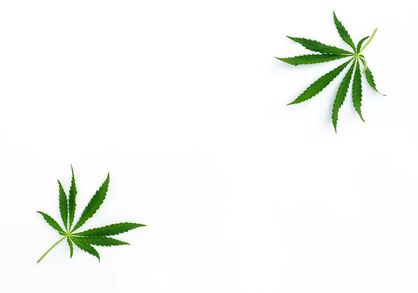 Cannabis Leaves White Background Horizontal Orientation Top View Copy Space — Stock Photo, Image