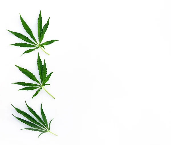 Cannabis Leaves White Background Horizontal Orientation Top View Copy Space — Stock Photo, Image