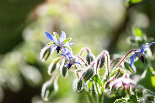 Цветы Бораге Саду — стоковое фото