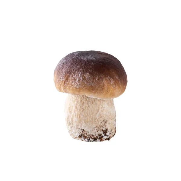 Boletus Paddestoel Geïsoleerd Wit — Stockfoto