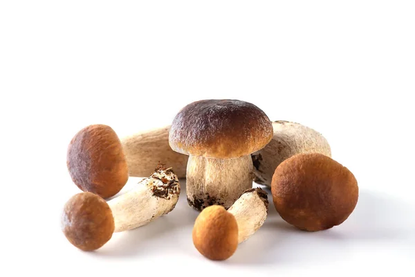 Porcini Champignons Een Witte Achtergrond — Stockfoto