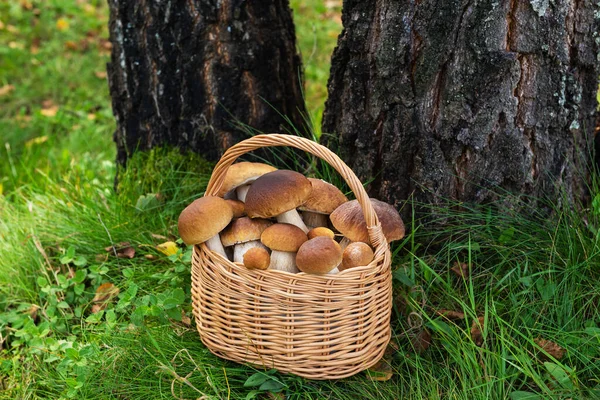 Boletus Ένα Καλάθι Δίπλα Σημύδες — Φωτογραφία Αρχείου